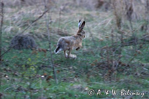 zając szarak, Lepus europaeus europaeus