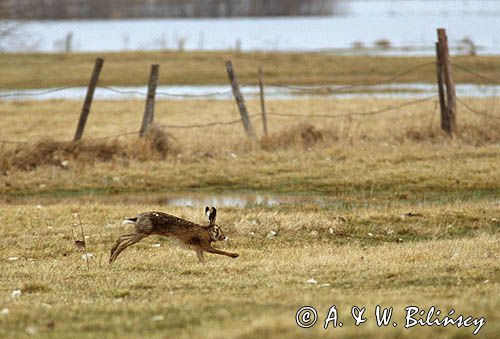 zając szarak, Lepus europaeus europaeus