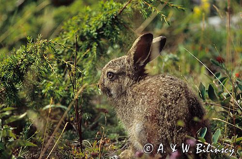 zajączek, Lepus europaeus europaeus