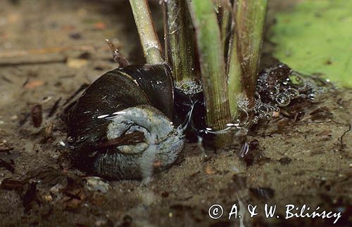 Zatoczek rogowy Planorbarius corneus)