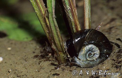 Zatoczek rogowy Planorbarius corneus)