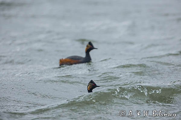 Perkoz zausznik, zausznik, Podiceps nigricollis