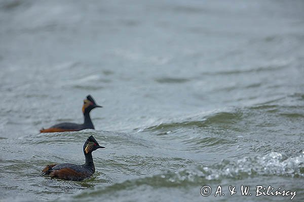 Perkoz zausznik, zausznik, Podiceps nigricollis