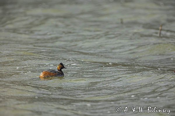 Perkoz zausznik, zausznik, Podiceps nigricollis