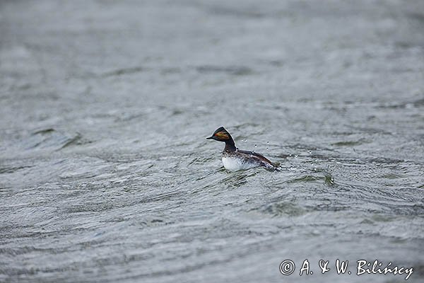 Perkoz zausznik, zausznik, Podiceps nigricollis