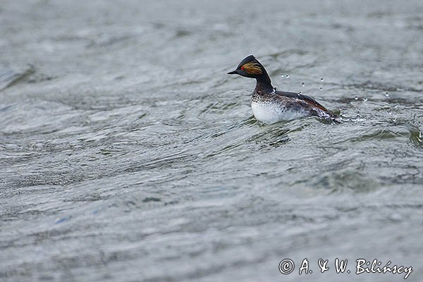 Perkoz zausznik, zausznik, Podiceps nigricollis