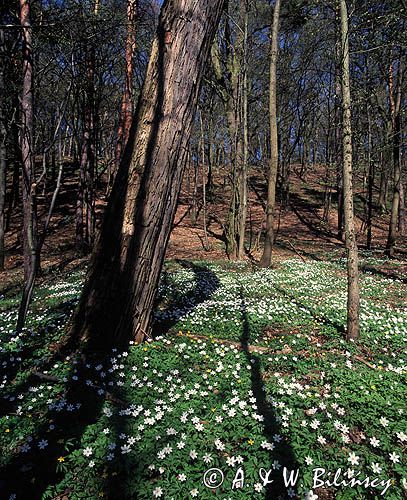 Zawilce gajowe, Anemone nemorosa, wiosenny las, Brudzieński Park Krajobrazowy