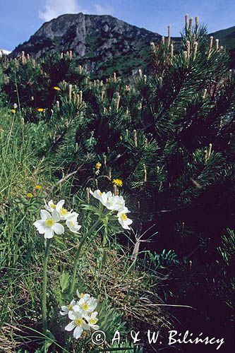 zawilec narcyzowy Anemone narcissiflora