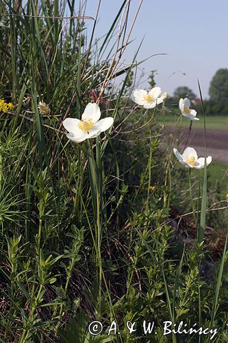 zawilec wielkokwiatowy Anemone sylvestris Ponidzie rezerwat stepowy 'Skorocice'