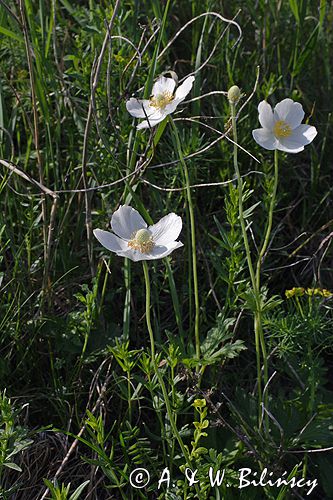 zawilec wielkokwiatowy Anemone sylvestris Ponidzie rezerwat stepowy 'Skorocice'