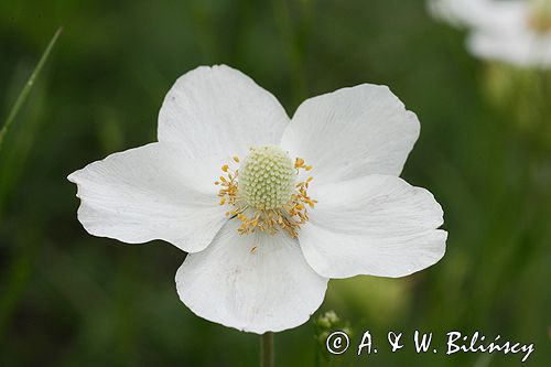 zawilec wielkokwiatowy Anemone sylvestris Ponidzie rezerwat stepowy 'Skorocice'