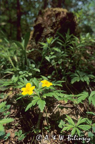 Zawilec żółty Anemone ranunculoides L.) - gatunek byliny należący do rodziny jaskrowatych.