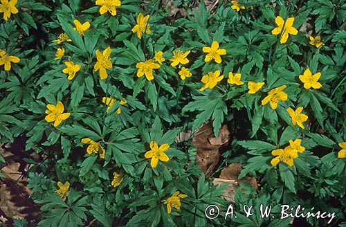 Zawilec żółty Anemone ranunculoides L.) - gatunek byliny należący do rodziny jaskrowatych.