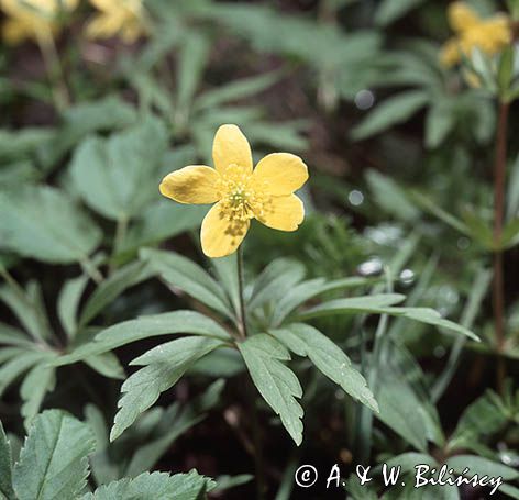 Zawilec żółty Anemone ranunculoides L.) - gatunek byliny należący do rodziny jaskrowatych.