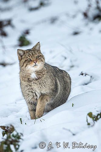 Wildcat, Felis silvestris, Poland. Żbik w Bieszczadach foto A&W Bilińscy, bank zdjęć, warsztaty fotograficzne