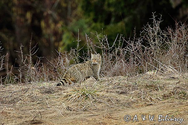 Żbik europejski, Felis silvestris silvestris, Bieszczady