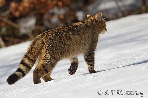 źbik europejski, Felis silvestris silvestris, Bieszczady