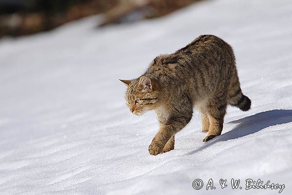 źbik europejski, Felis silvestris silvestris, Bieszczady