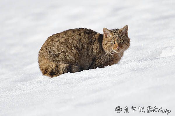 źbik europejski, Felis silvestris silvestris, Bieszczady