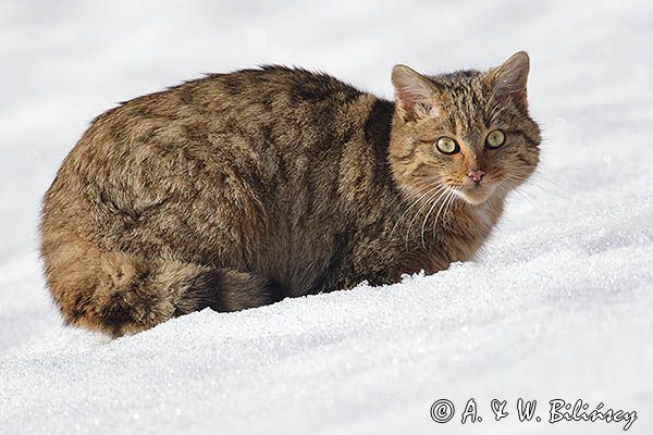 źbik europejski, Felis silvestris silvestris, Bieszczady