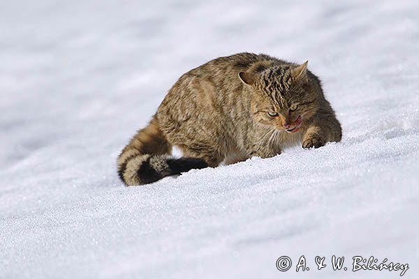 źbik europejski, Felis silvestris silvestris, Bieszczady