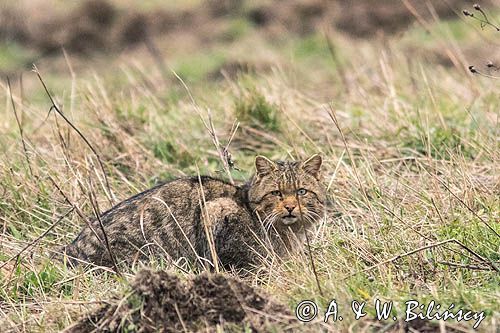 żbik europejski, Felis silvestris silvestris, Bieszczady