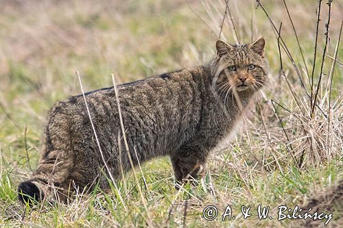 żbik europejski, Felis silvestris silvestris, Bieszczady