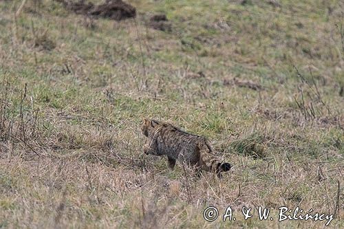 żbik europejski, Felis silvestris silvestris, Bieszczady