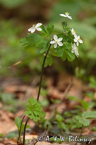 zdrojówka rutewkowata Isopyrum thalictroides