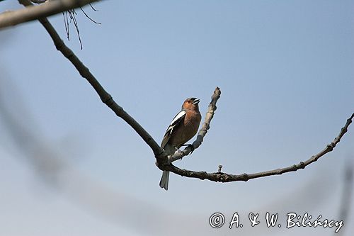 zięba samiec Fringilla coelebs