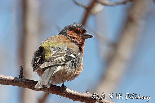 zięba, samiec, Fringilla coelebs