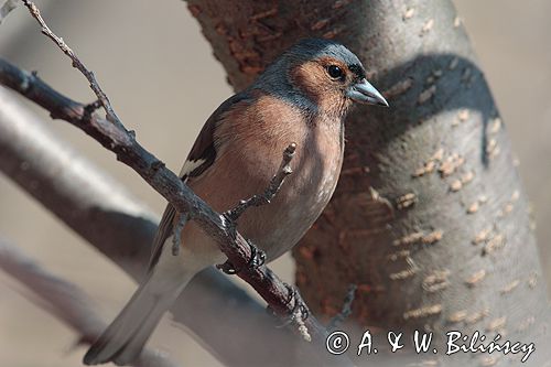 zięba, samiec, Fringilla coelebs