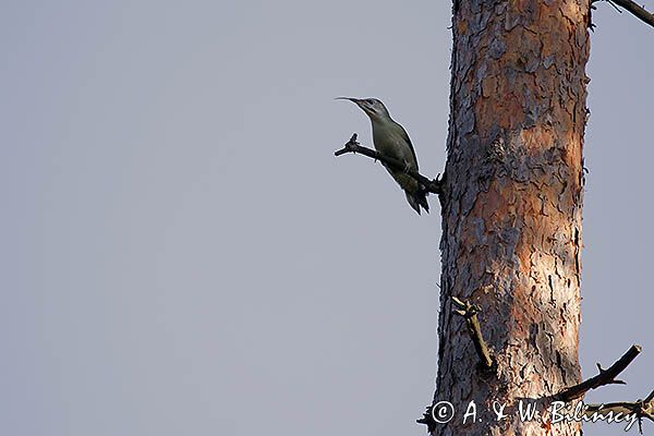 dzięcioł zielonosiwy Picus canus