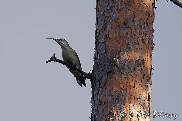 dzięcioł zielonosiwy Picus canus