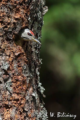 dzięcioł zielonosiwy Picus canus