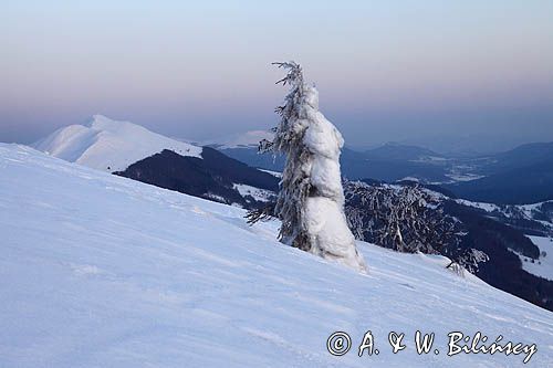 na Połoninie Wetlińskiej, Bieszczady, w tle Caryńska