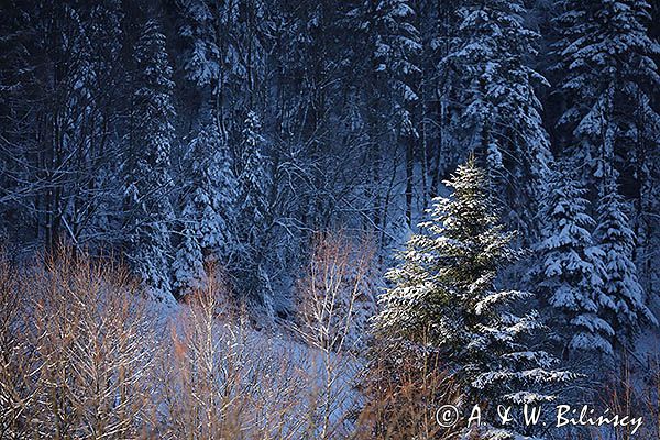 Zimowa ściana lasu, oświetlony modrzew, Góry Sanocko Turczańskie