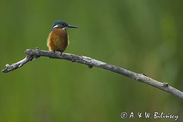 Zimorodek, Zimorodek zwyczajny, Alcedo atthis