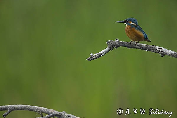 Zimorodek, Zimorodek zwyczajny, Alcedo atthis