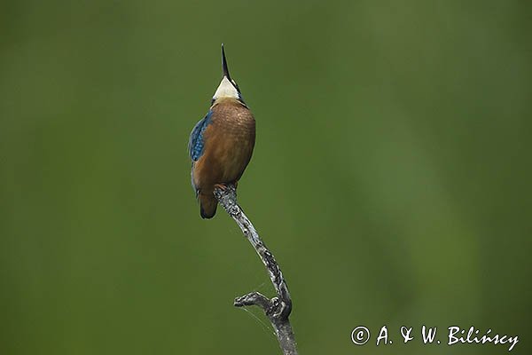 Zimorodek, Zimorodek zwyczajny, Alcedo atthis