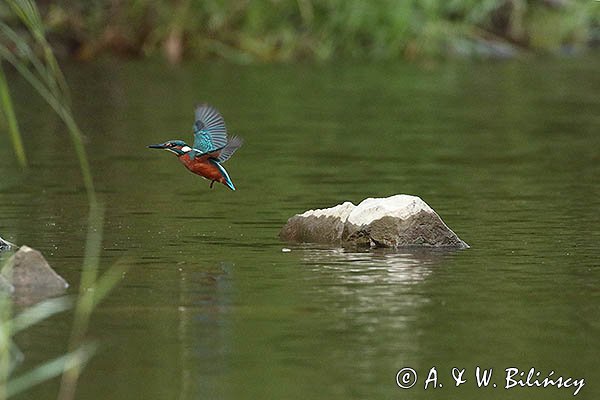 Zimorodek, Zimorodek zwyczajny, Alcedo atthis