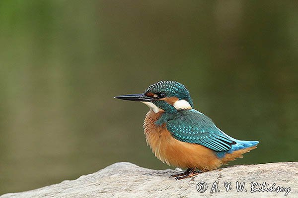 Zimorodek, Zimorodek zwyczajny, Alcedo atthis