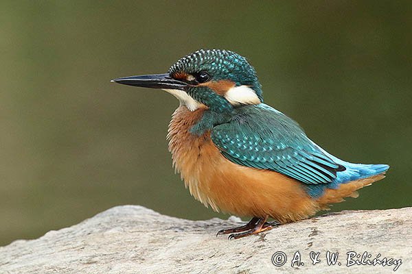 Zimorodek, Zimorodek zwyczajny, Alcedo atthis