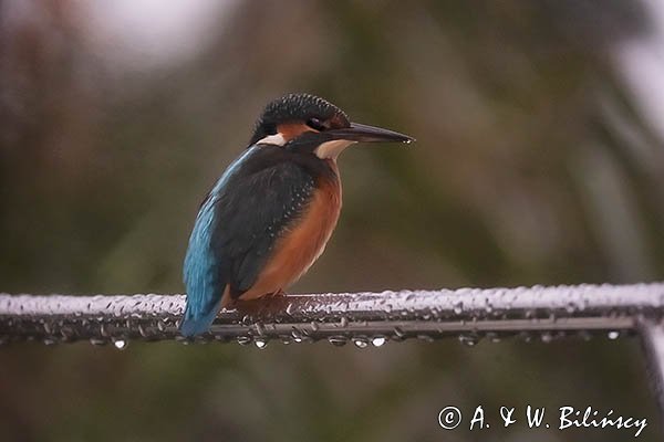 Zimorodek, Zimorodek zwyczajny, Alcedo atthis