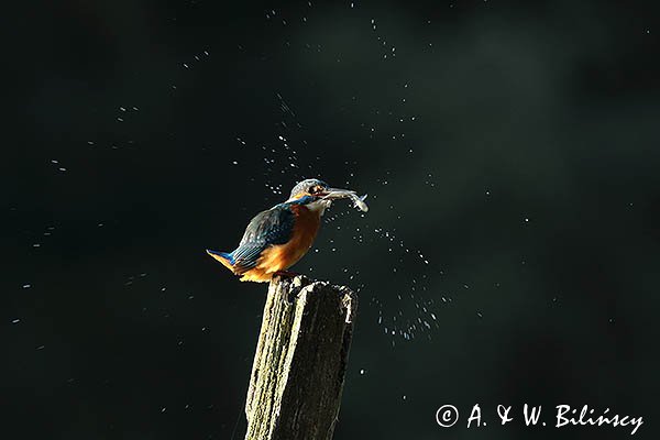 Zimorodek, Zimorodek zwyczajny, Alcedo atthis