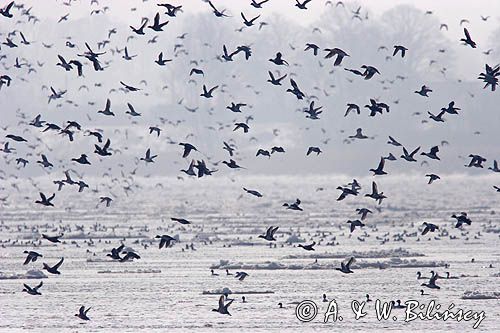 zimujące ptaki u ujscia Wisły do Zatoki Gdańskiej, gągoły, ogorzałki i tracze