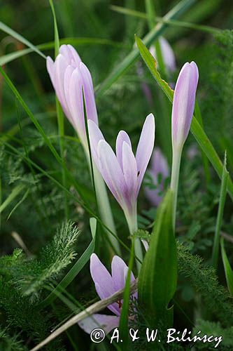 zimowit jesienny Colchicum autumnale)