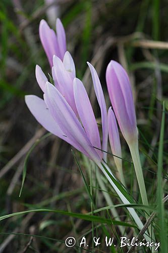 zimowit jesienny Colchicum autumnale)