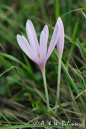 zimowit jesienny Colchicum autumnale)