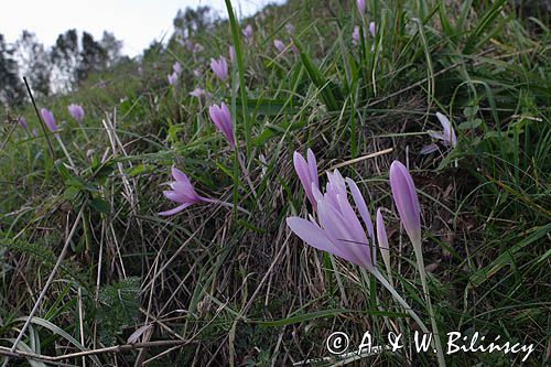 zimowit jesienny Colchicum autumnale)